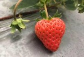 国产视频草莓,甜蜜滋味，映照时代光影